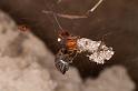 Parasteatoda_lunata_D5179_Z_89_Les Gris_Frankrijk